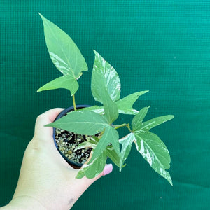 Sweet Potato ‘Variegated’ NEW