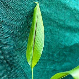 Black Tumeric - Curcuma caecia NEW