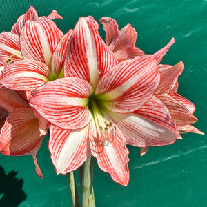 Hippeastrum ‘Fairytale’ NEW