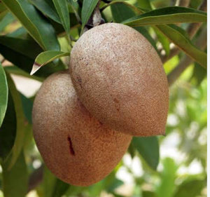 Sapodilla - Manilkara zapota NEW