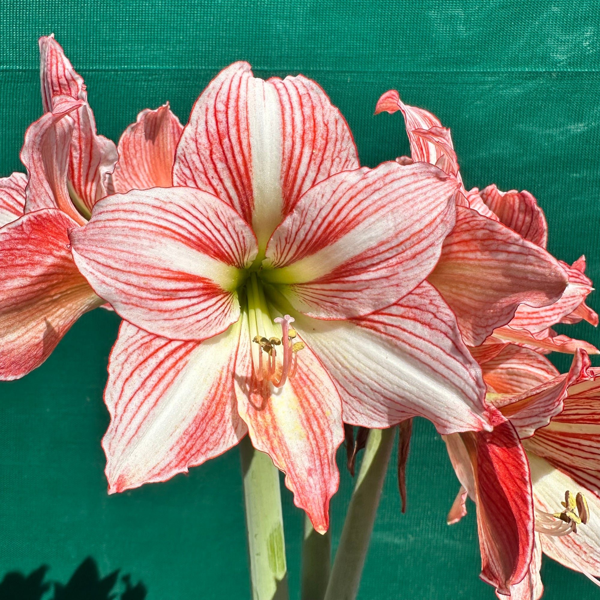 Hippeastrum ‘Fairytale’ NEW