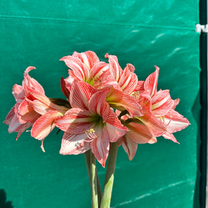 Hippeastrum ‘Fairytale’ NEW