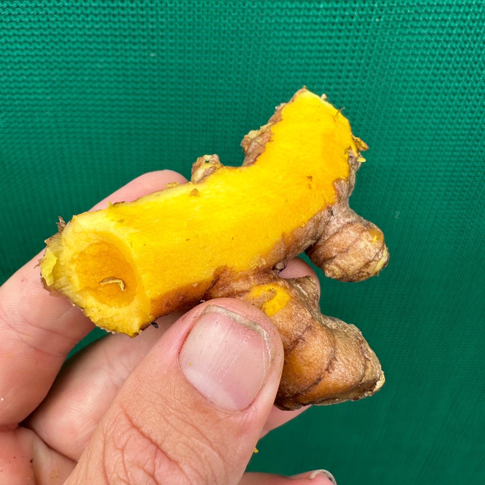 Tumeric - Yellow NEW