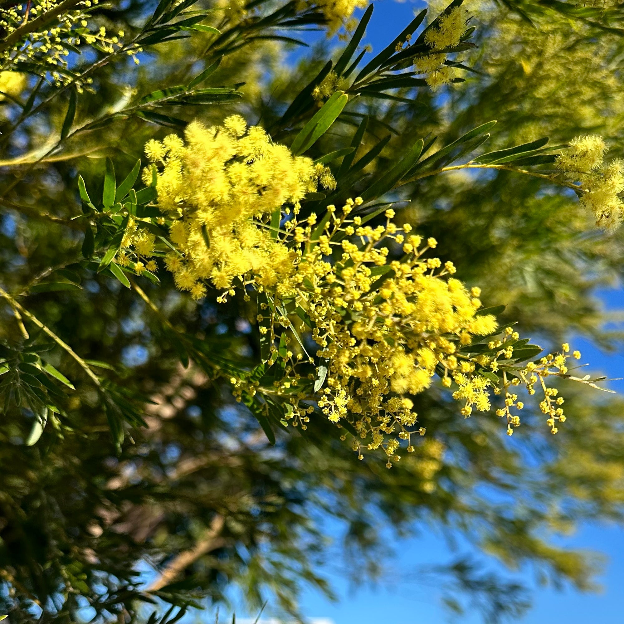 Fringed Wattle - Acacia fimbriata