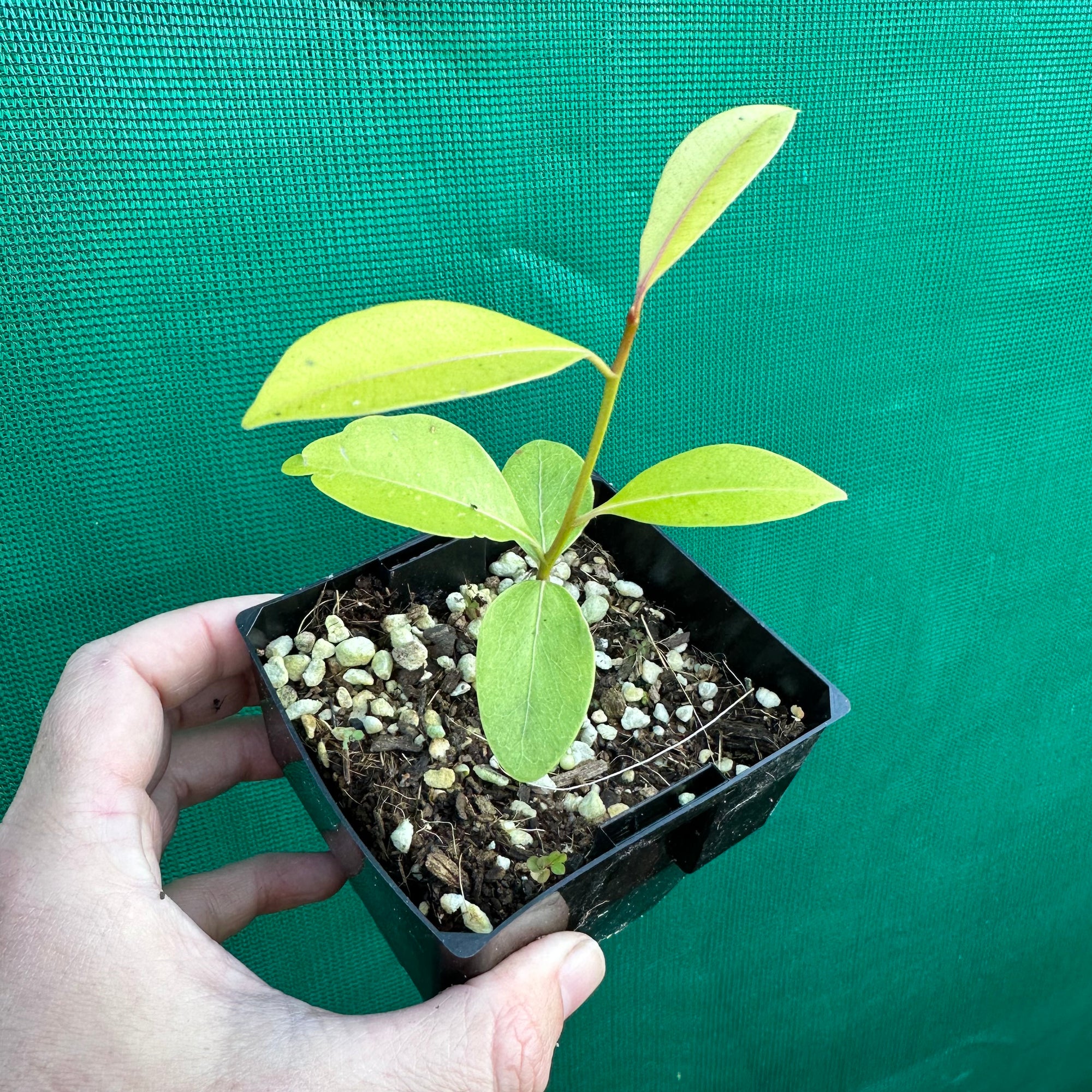 Sapodilla - Manilkara zapota NEW