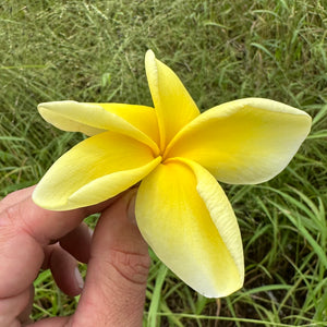 Frangipani - Bowen Yellow