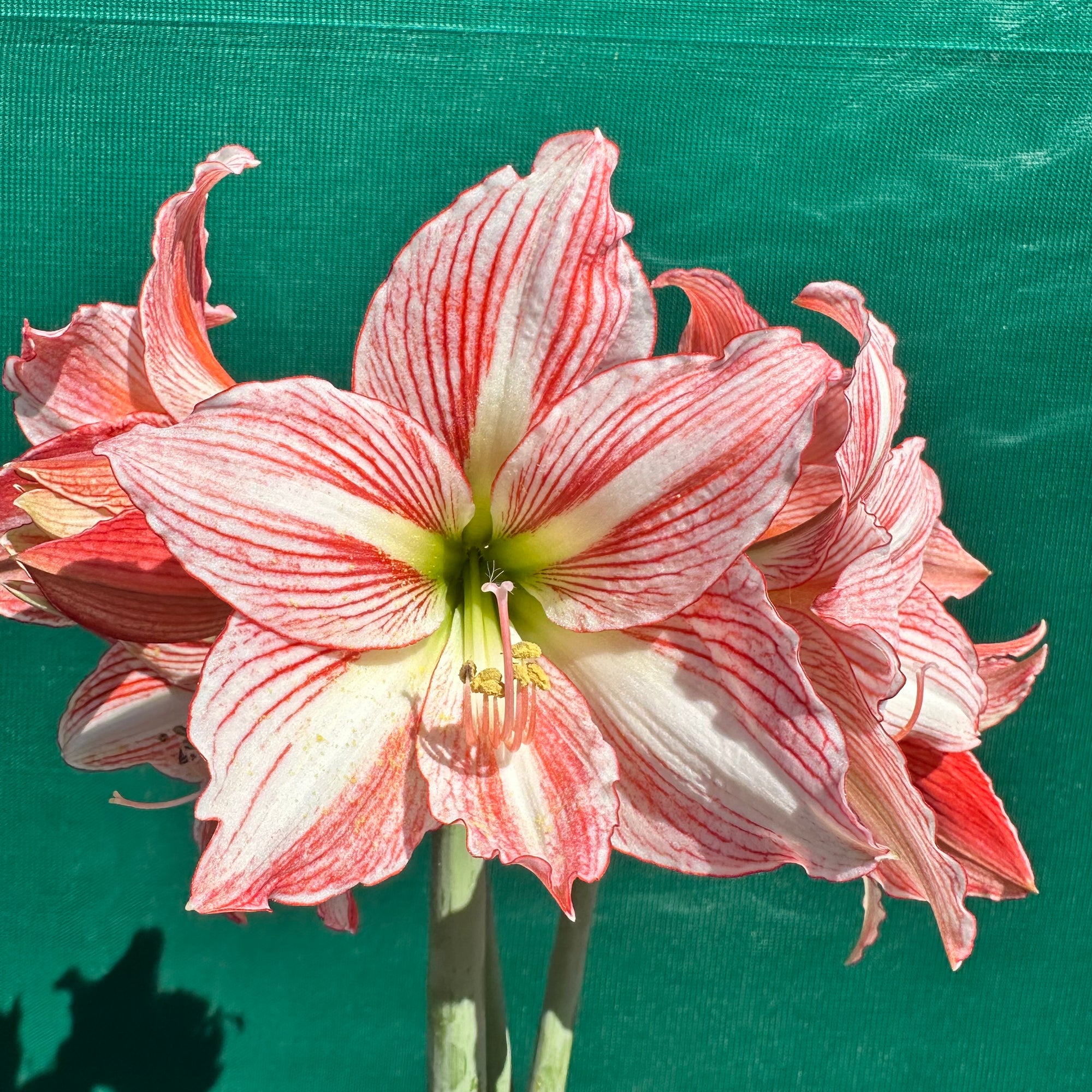 Hippeastrum ‘Fairytale’ NEW