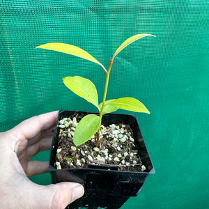 Sapodilla - Manilkara zapota NEW