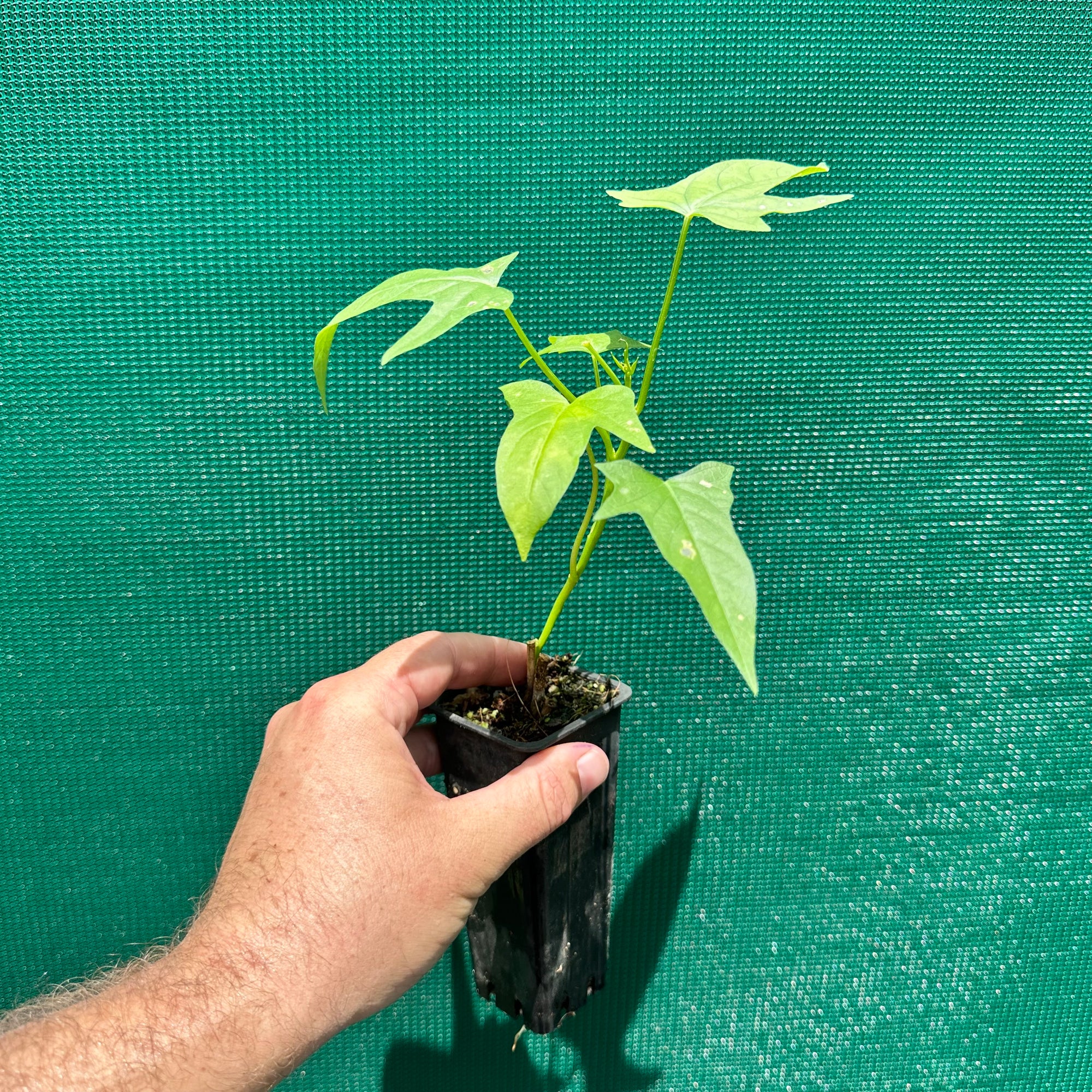 Sweet Potato ‘Molokai Purple’