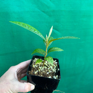 Loquat - Eriobotrya japonica NEW