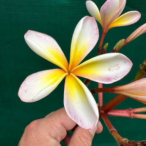 Frangipani - ‘EJN01’