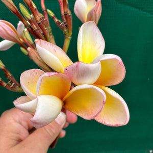 Frangipani - ‘EJN01’