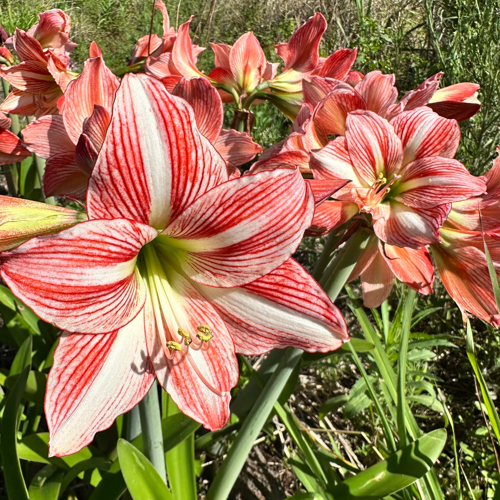 Hippeastrum ‘Fairytale’ NEW