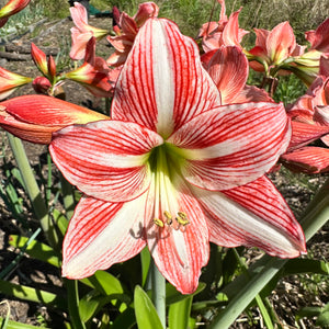 Hippeastrum ‘Fairytale’ NEW