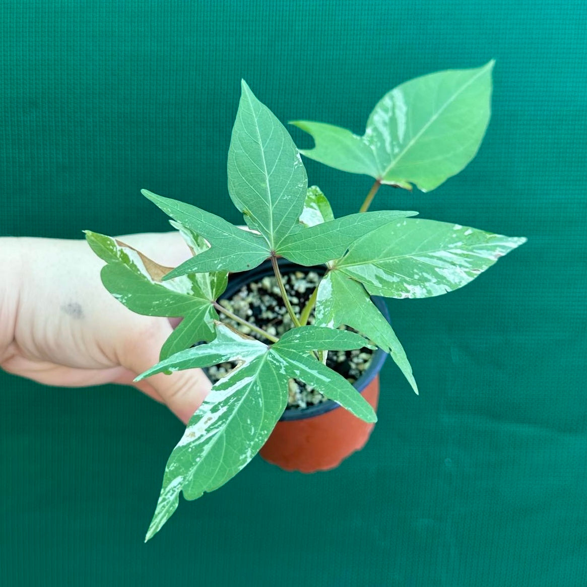 Sweet Potato ‘Variegated’ NEW