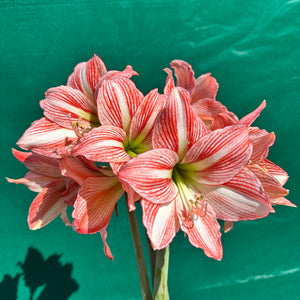 Hippeastrum ‘Fairytale’ NEW