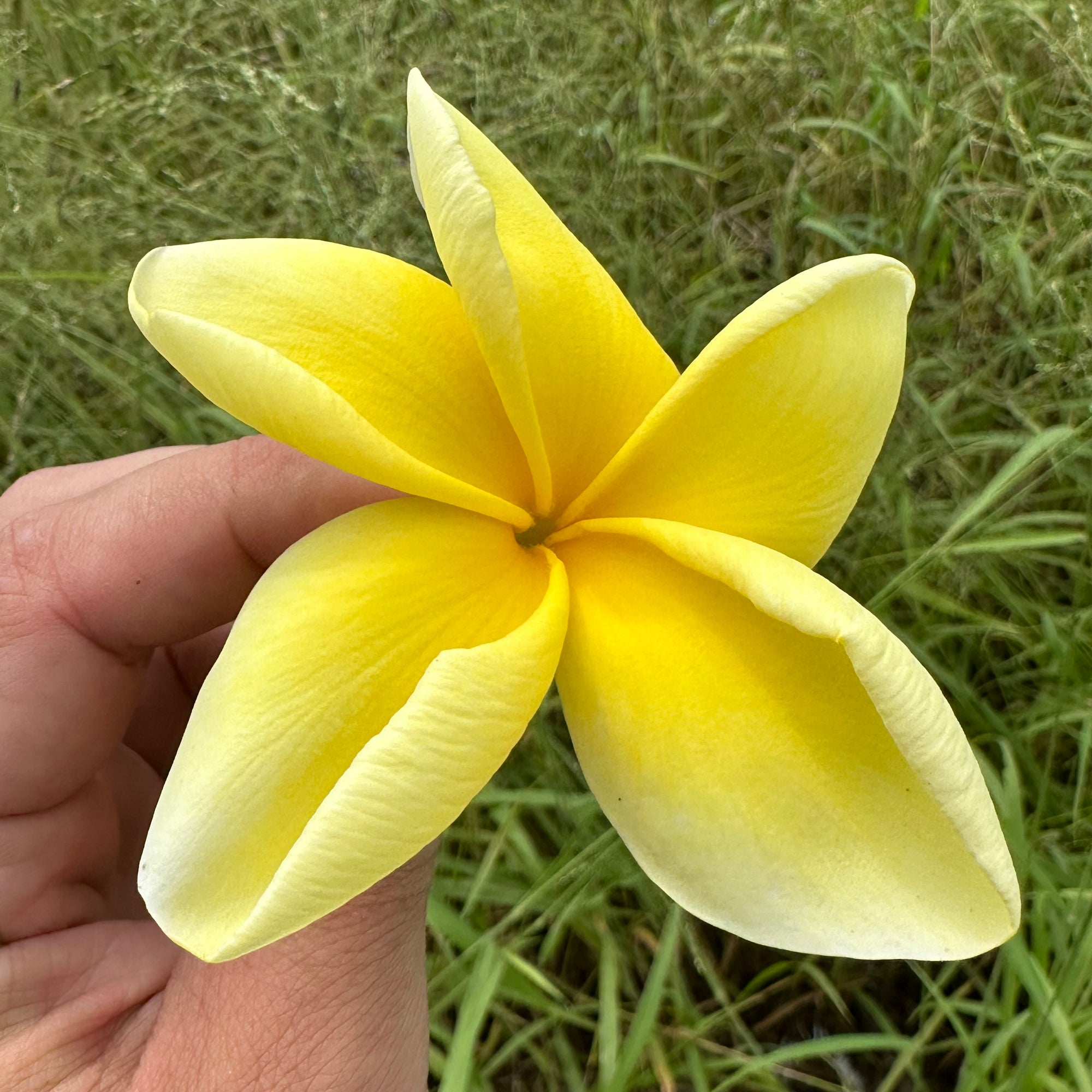 Frangipani - Bowen Yellow