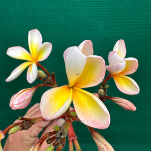 Frangipani - ‘EJN01’