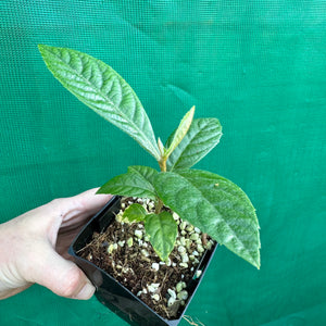 Loquat - Eriobotrya japonica NEW