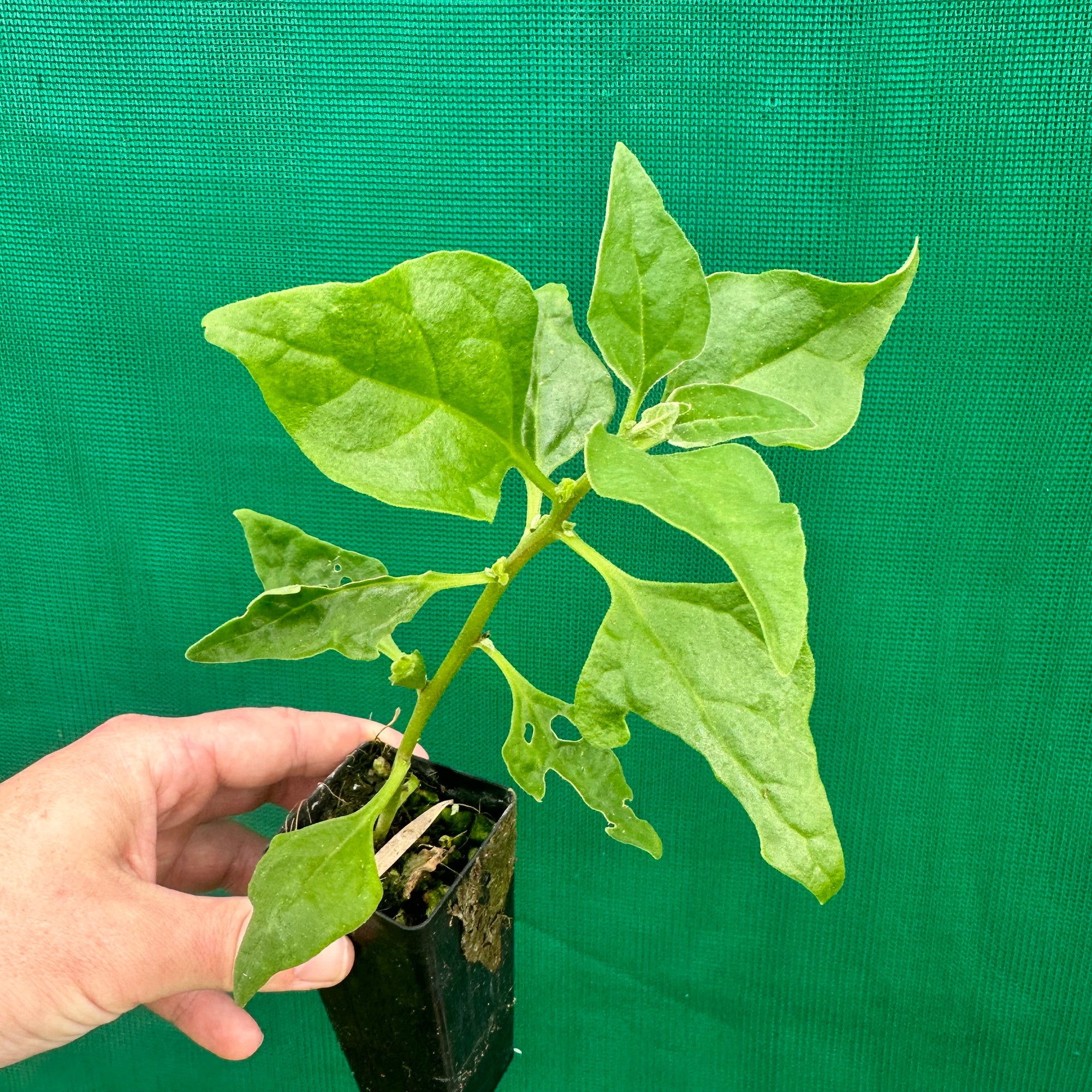 Warrigal Greens - Tetragonia tetragonioides NEW