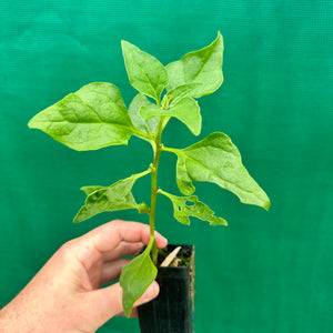 Warrigal Greens - Tetragonia tetragonioides NEW