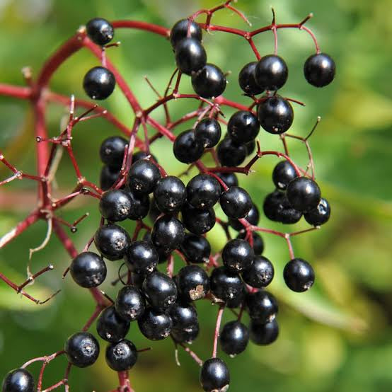 Elderberry - Sambucus nigra NEW