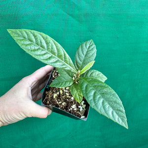 Loquat - Eriobotrya japonica NEW