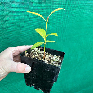 Sapodilla - Manilkara zapota NEW