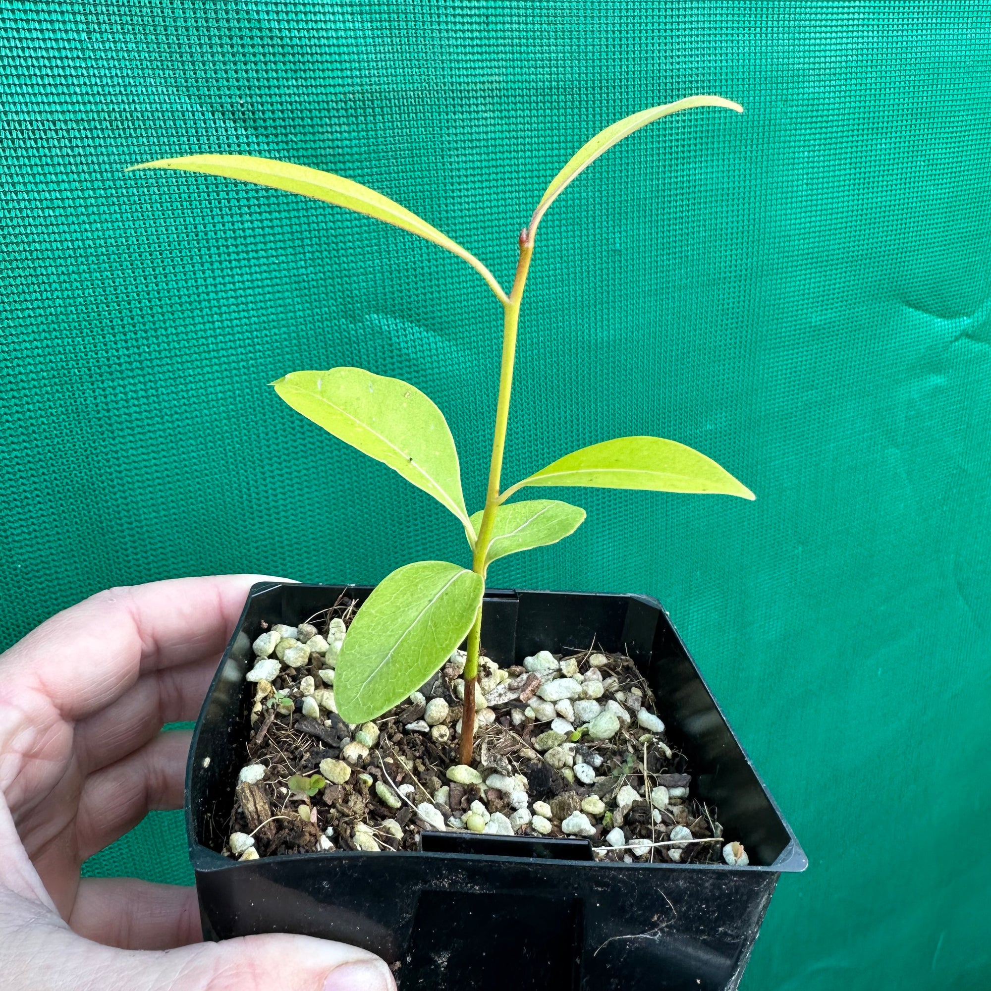 Sapodilla - Manilkara zapota NEW