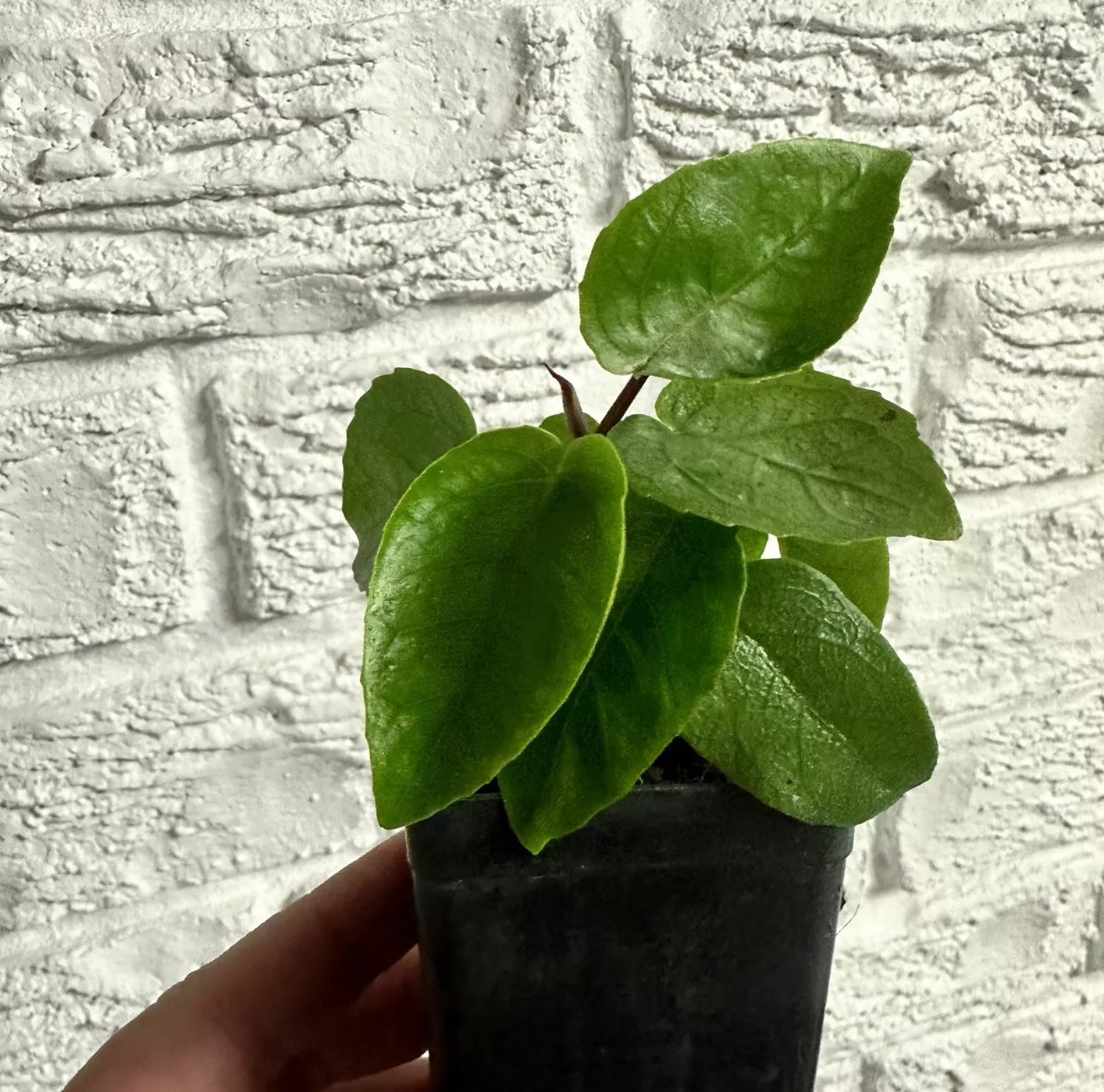 Moreton Bay Fig - Ficus macrophylla