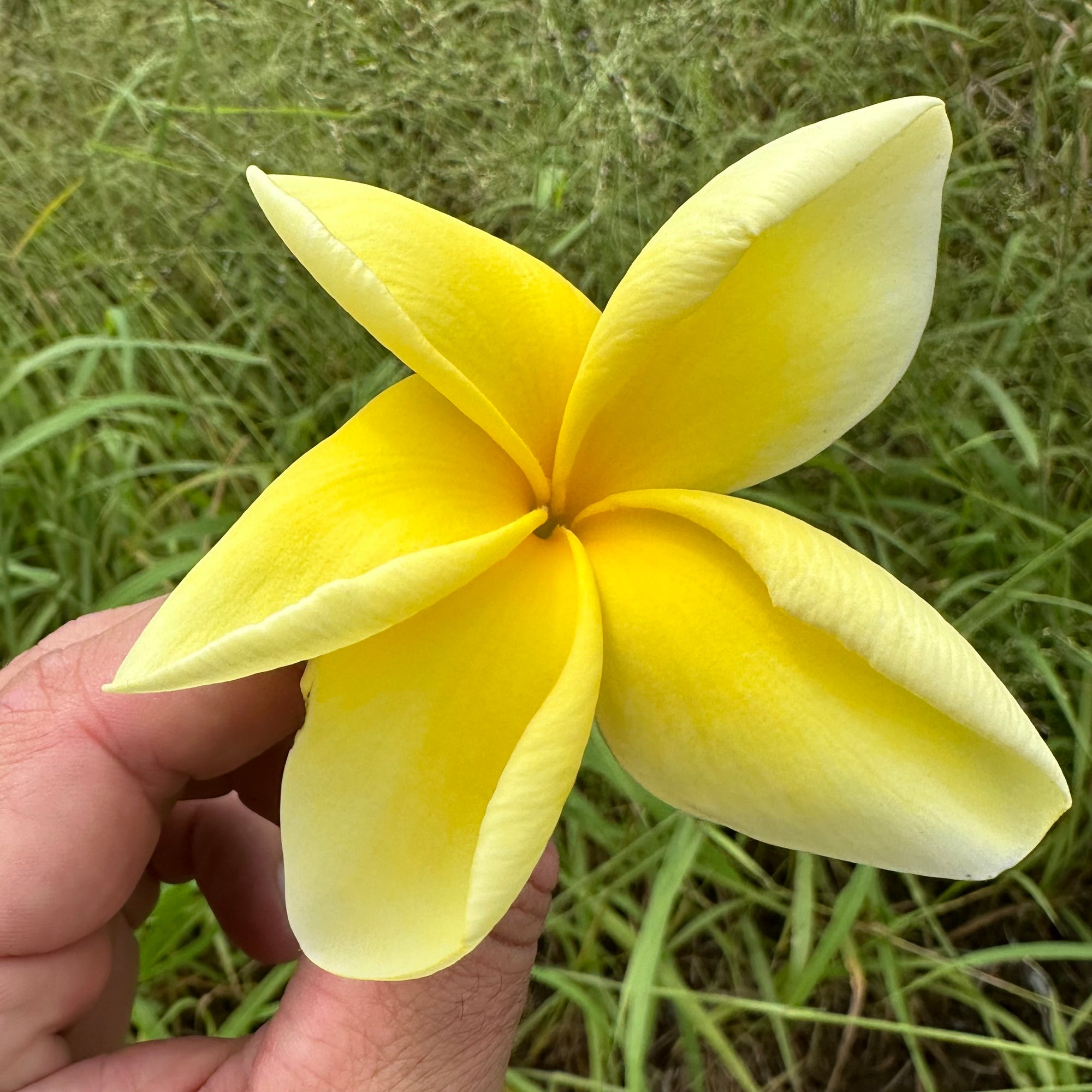 Frangipani - Bowen Yellow