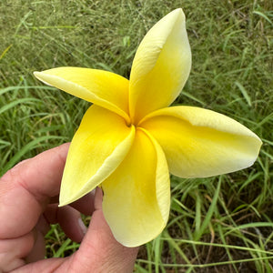 Frangipani - Bowen Yellow