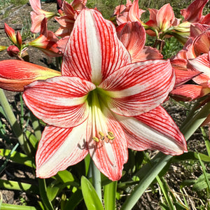 Hippeastrum ‘Fairytale’ NEW