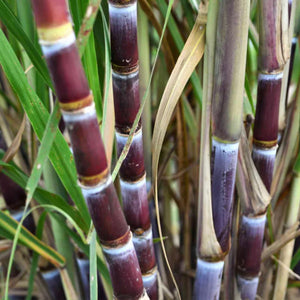 Purple Sugar Cane NEW