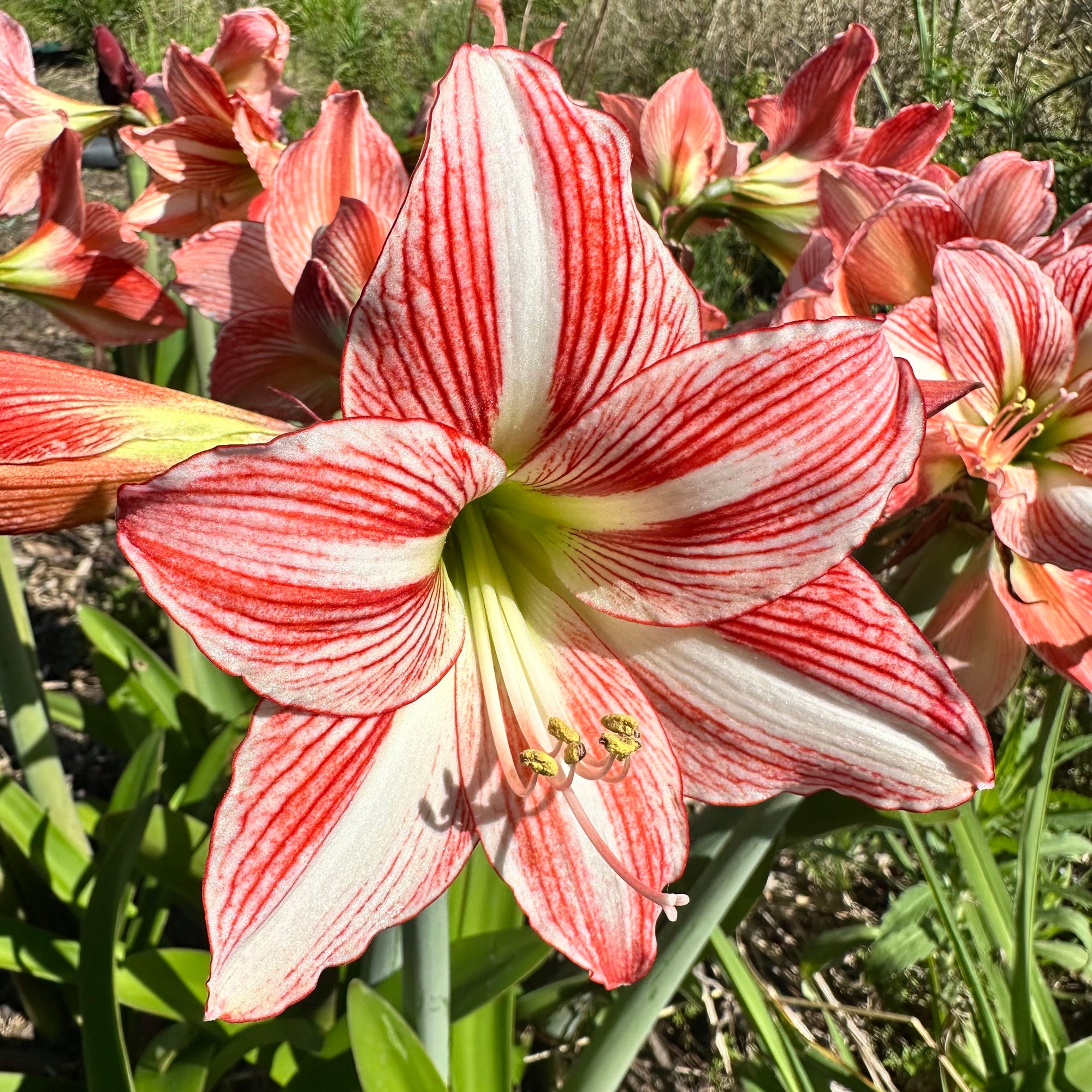 Hippeastrum ‘Fairytale’ NEW