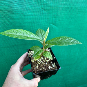 Loquat - Eriobotrya japonica NEW