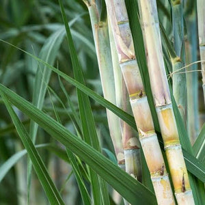 Green Sugar Cane NEW