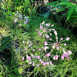 Rakkyo - Chinese Onion