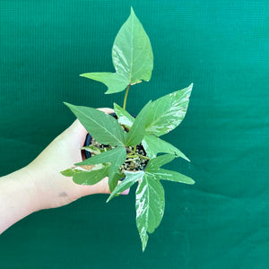 Sweet Potato ‘Variegated’ NEW