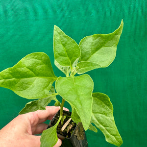 Warrigal Greens - Tetragonia tetragonioides NEW