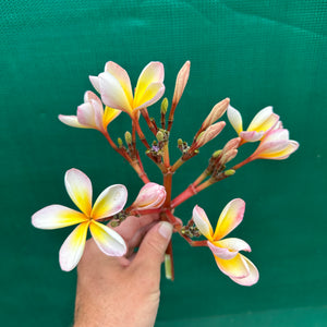 Frangipani - ‘EJN01’