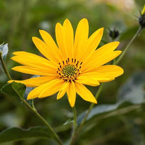 Jerusalem Artichoke NEW