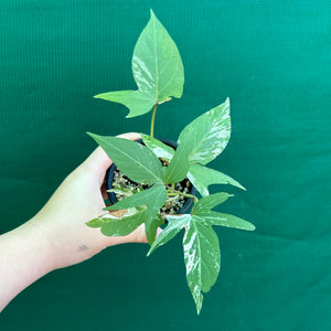 Sweet Potato ‘Variegated’ NEW