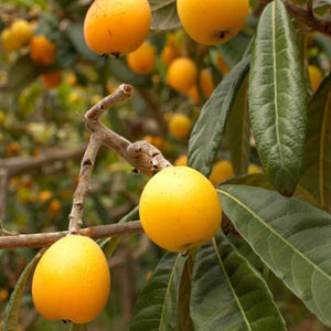 Loquat - Eriobotrya japonica NEW