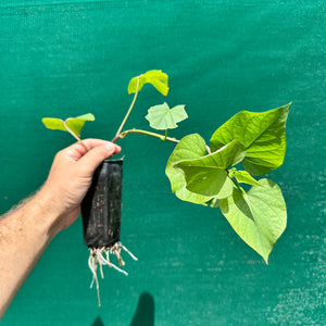 Sweet Potato ‘Northern Star’