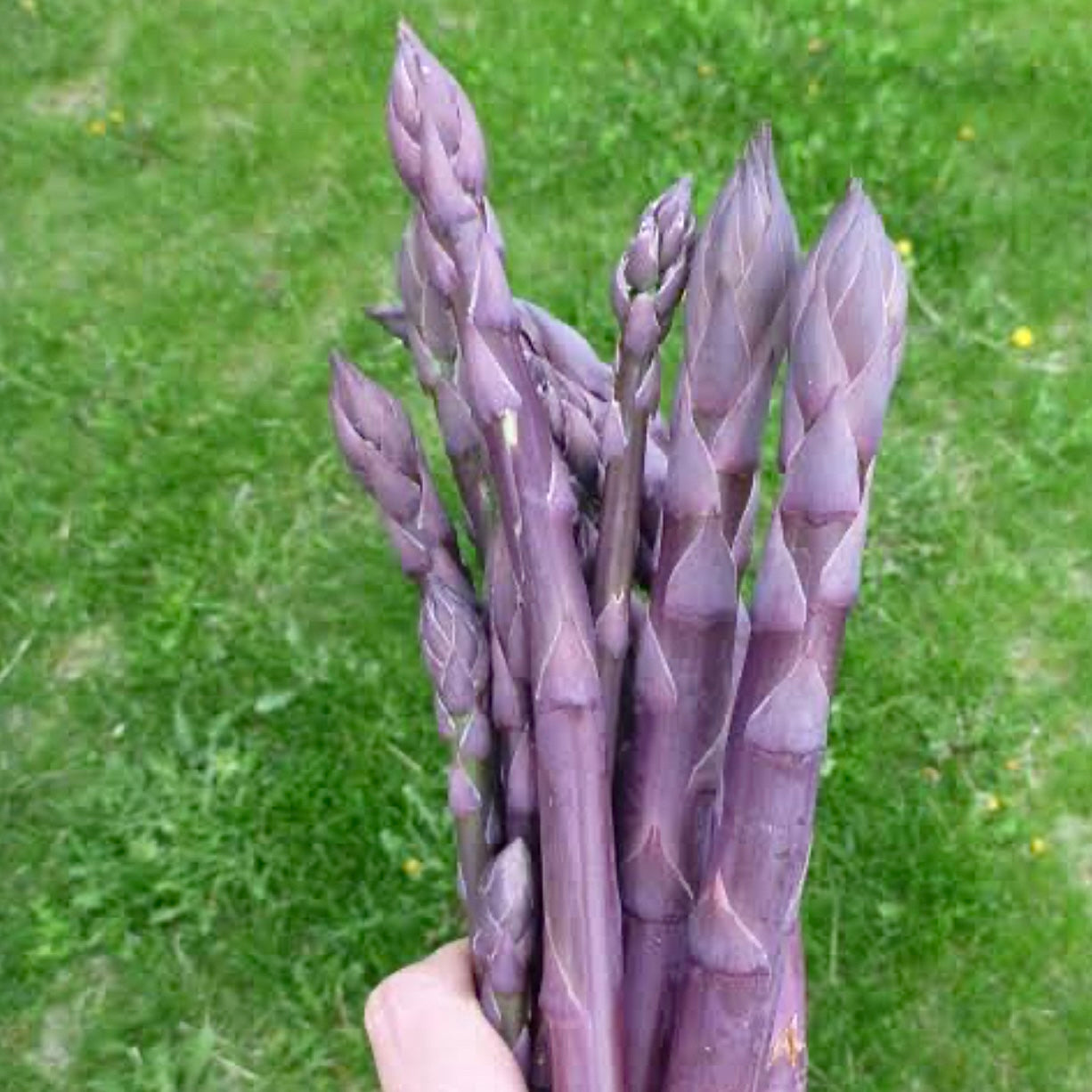 Asparagus - Purple Passion NEW