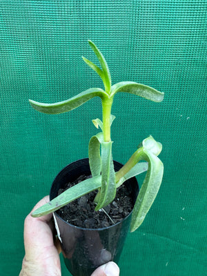 Pig Face - Carpobrotus glaucescens