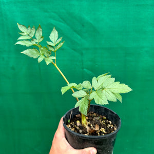 Peruvian Parsnip - Arracacia xanthorrhiza