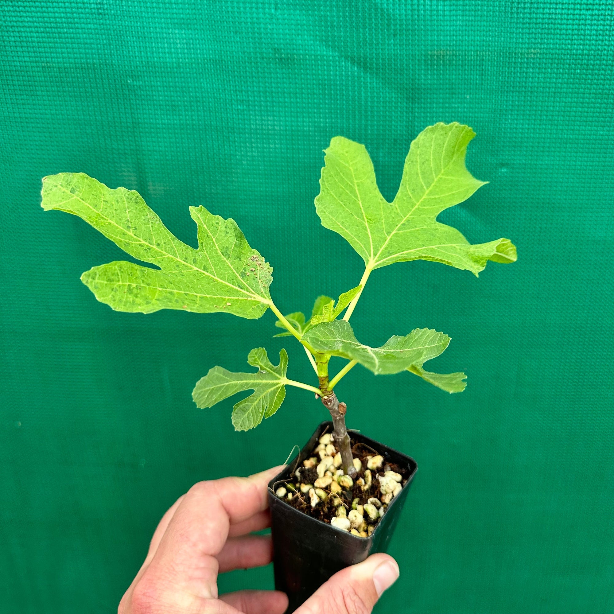 Fig Tree - St Dominique de Violette