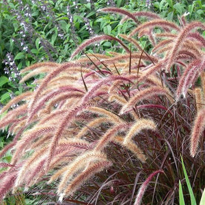 Purple Fountain Grass - Pennisetum